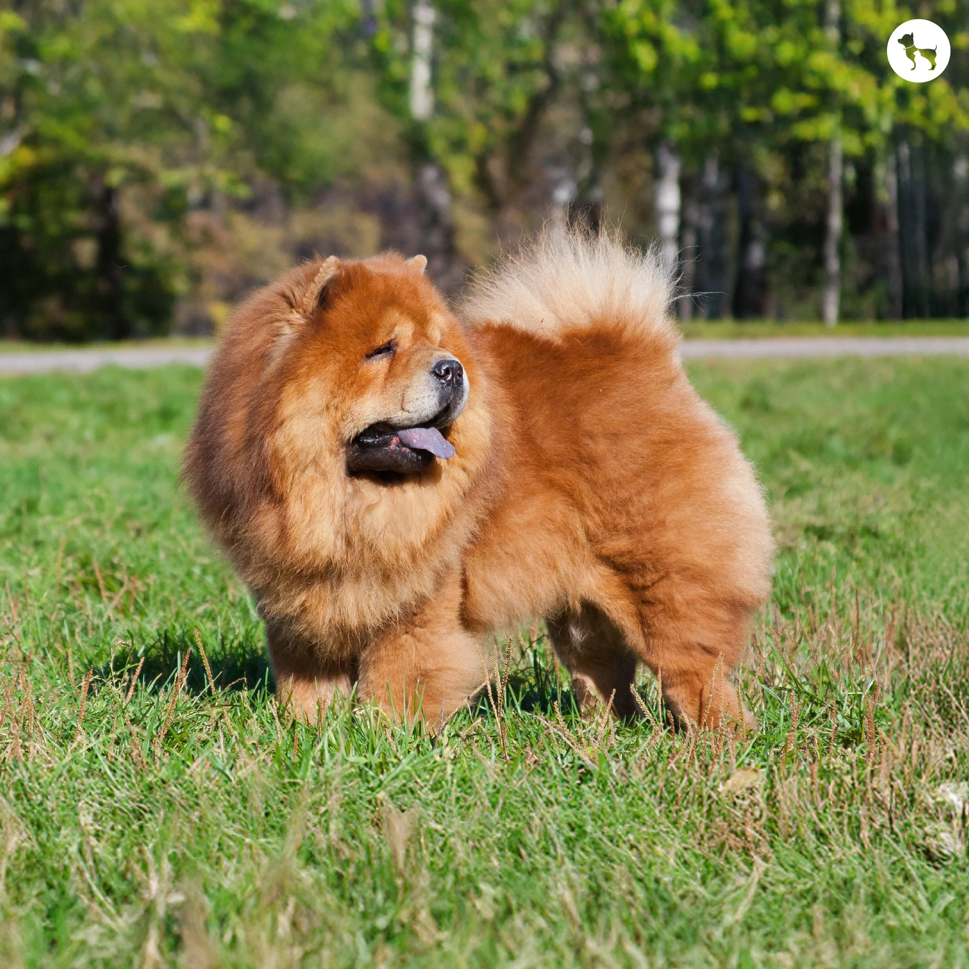 Chow Chow