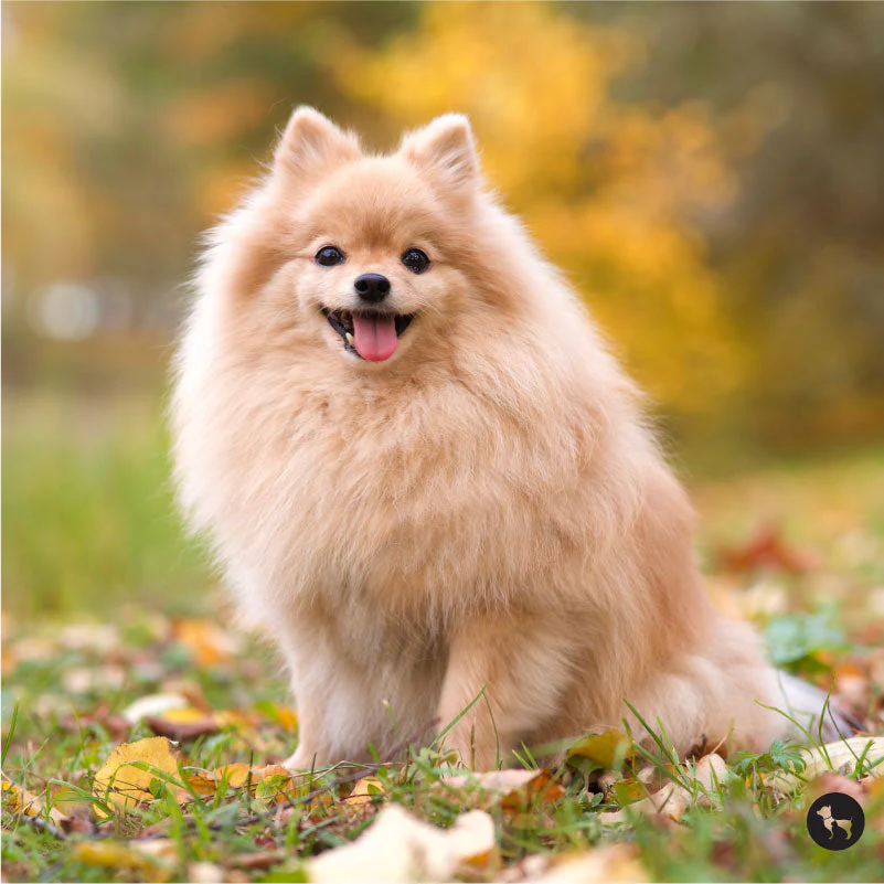 Pomeranian
