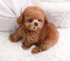 Poodle
