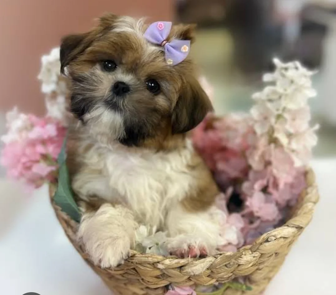 Shih Tzu